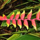 Heliconia rostrata