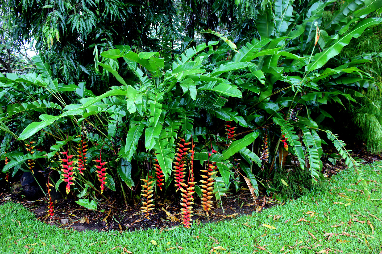 Heliconia rostrata