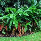 Heliconia rostrata