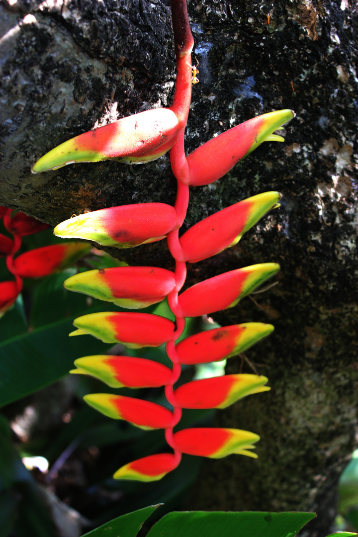 Heliconia rostrata