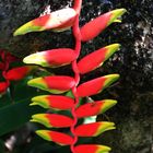 Heliconia rostrata