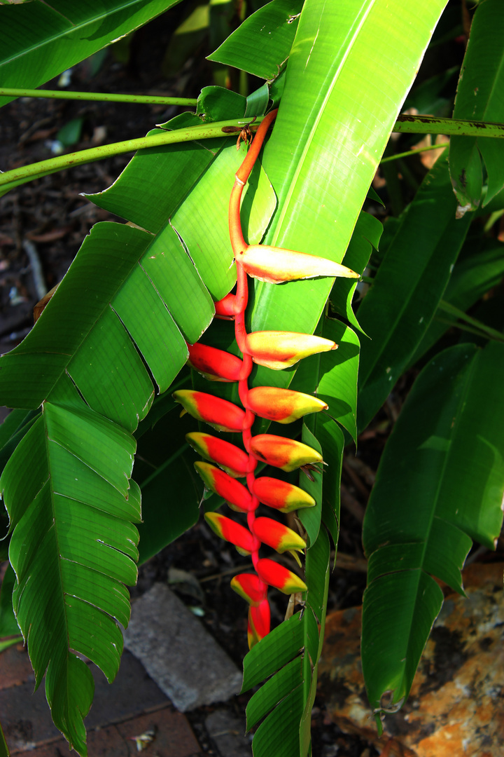 Heliconia rostrata II