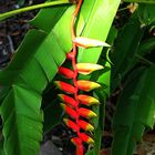 Heliconia rostrata II