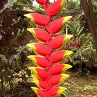 Heliconia rostrata, zu deutsch Hängende Hummerschere