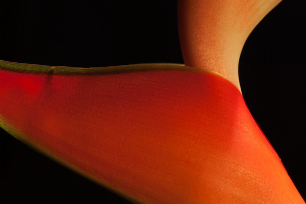 Heliconia, sinnliche Blüte 03