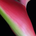 Heliconia, sinnliche Blüte 05