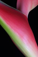 Heliconia, sinnliche Blüte 05