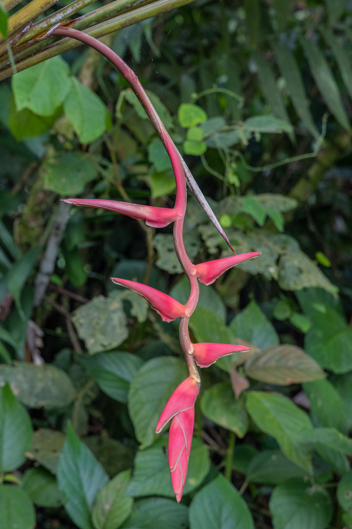 Heliconia sp.