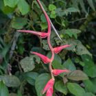 Heliconia sp.