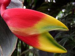 Heliconia spec.