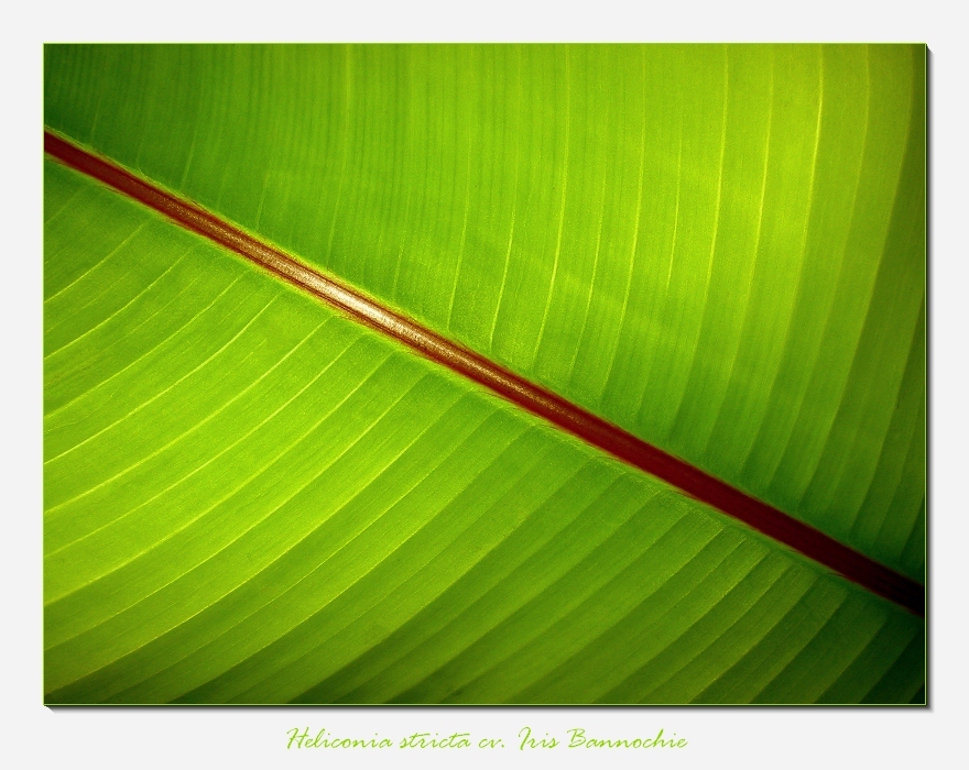 Heliconia stricta cv. Iris Bannochie