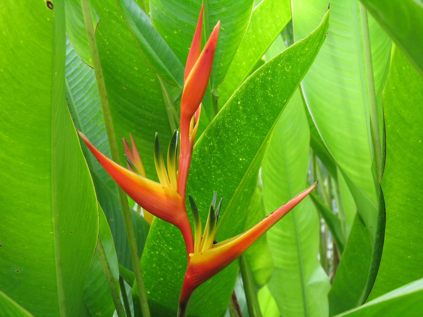 Heliconia - Valle del Cauca - Colombia