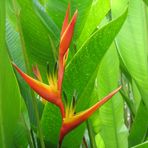 Heliconia - Valle del Cauca - Colombia