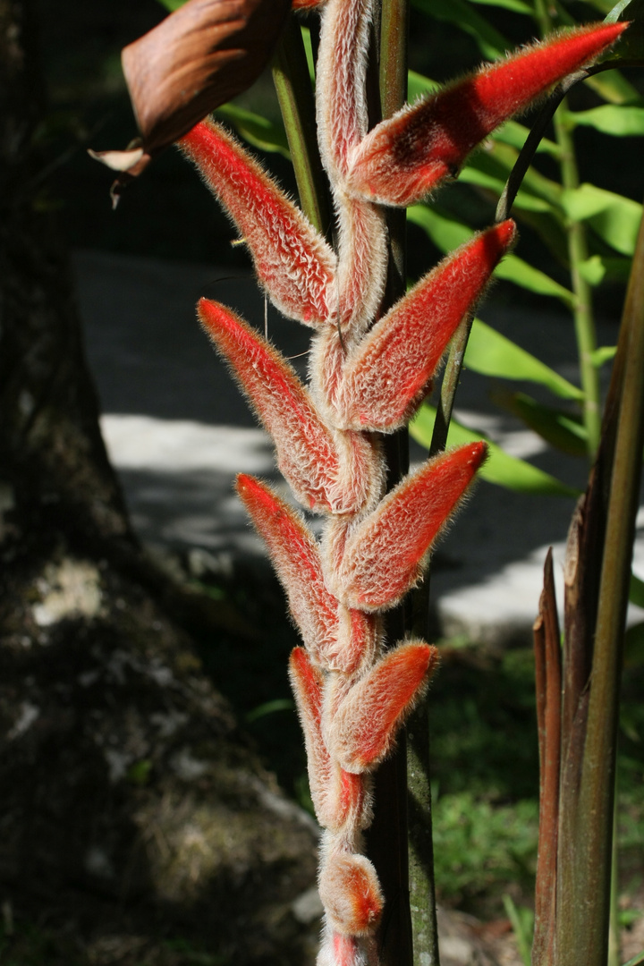 Heliconia vellerigera