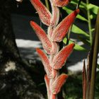 Heliconia vellerigera