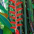 Heliconia vellerigera