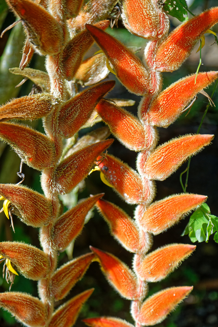 Heliconia vellerigera_1