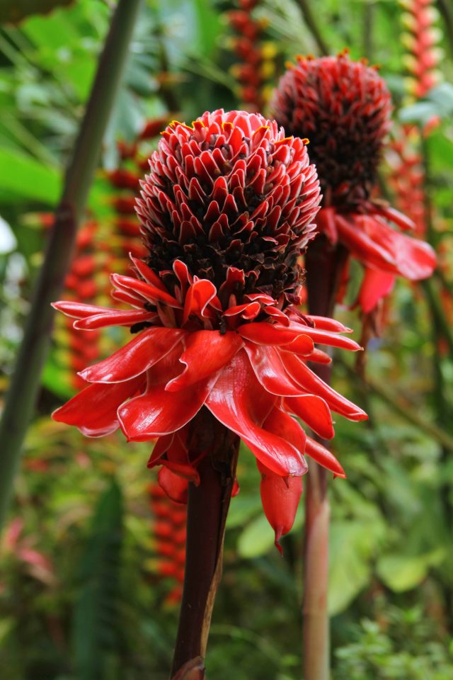 images Flores Exóticas De Colombia Y Sus Nombres flor exotica heliconias