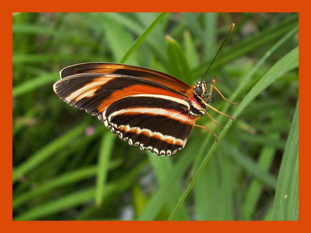 heliconide