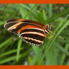 heliconide