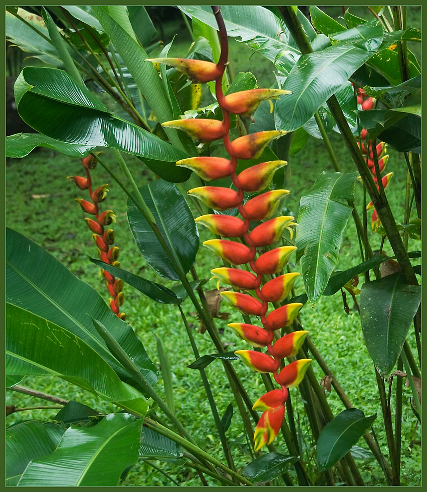 Heliconien