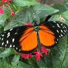 Heliconier