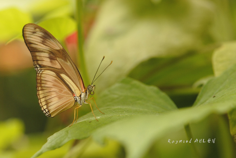 Héliconiidae