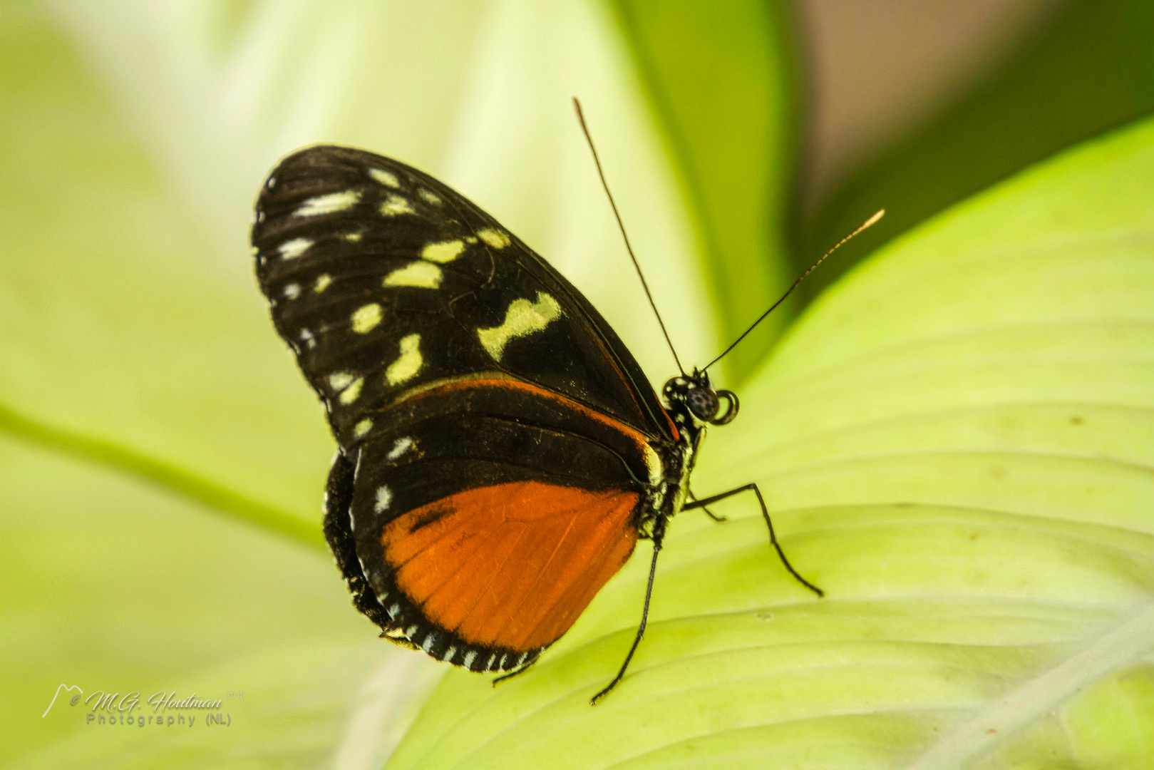 Heliconiinae Butterfly