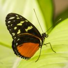 Heliconiinae Butterfly