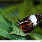 Heliconius ....