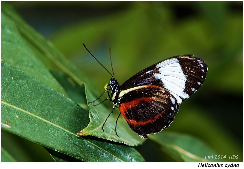 Heliconius ....