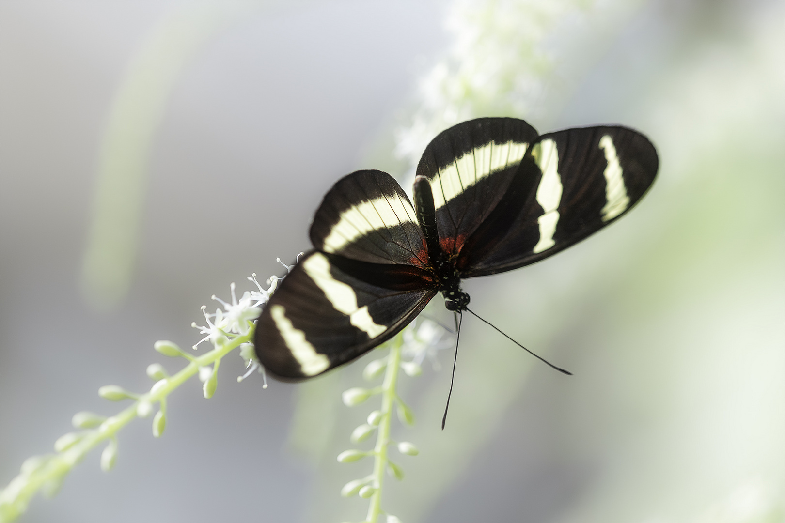 ... Heliconius ...