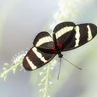 ... Heliconius ...