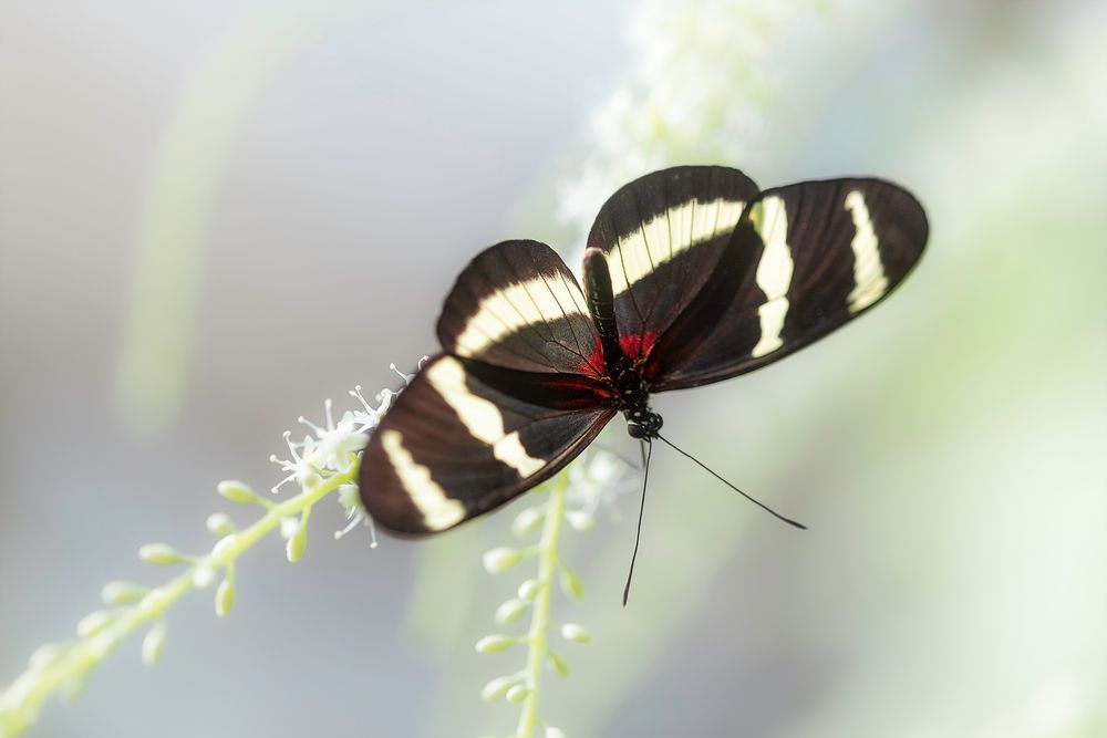 ... Heliconius ...