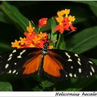 Heliconius 2