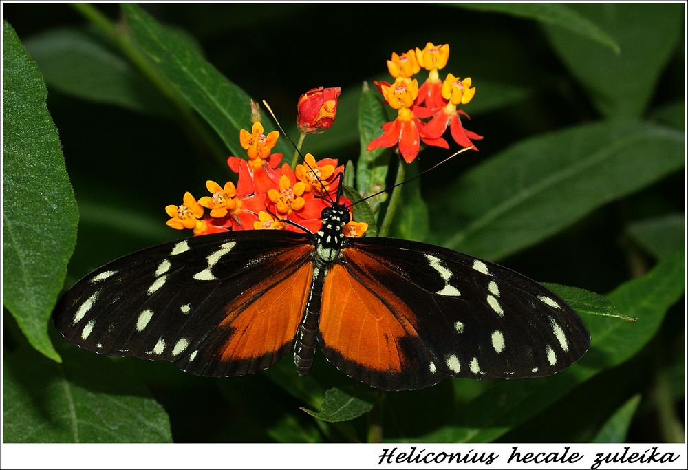 Heliconius 2