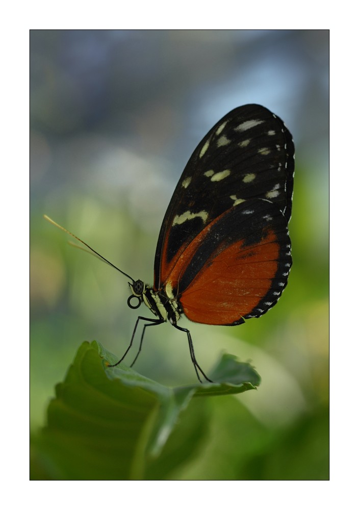 Heliconius