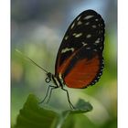 Heliconius