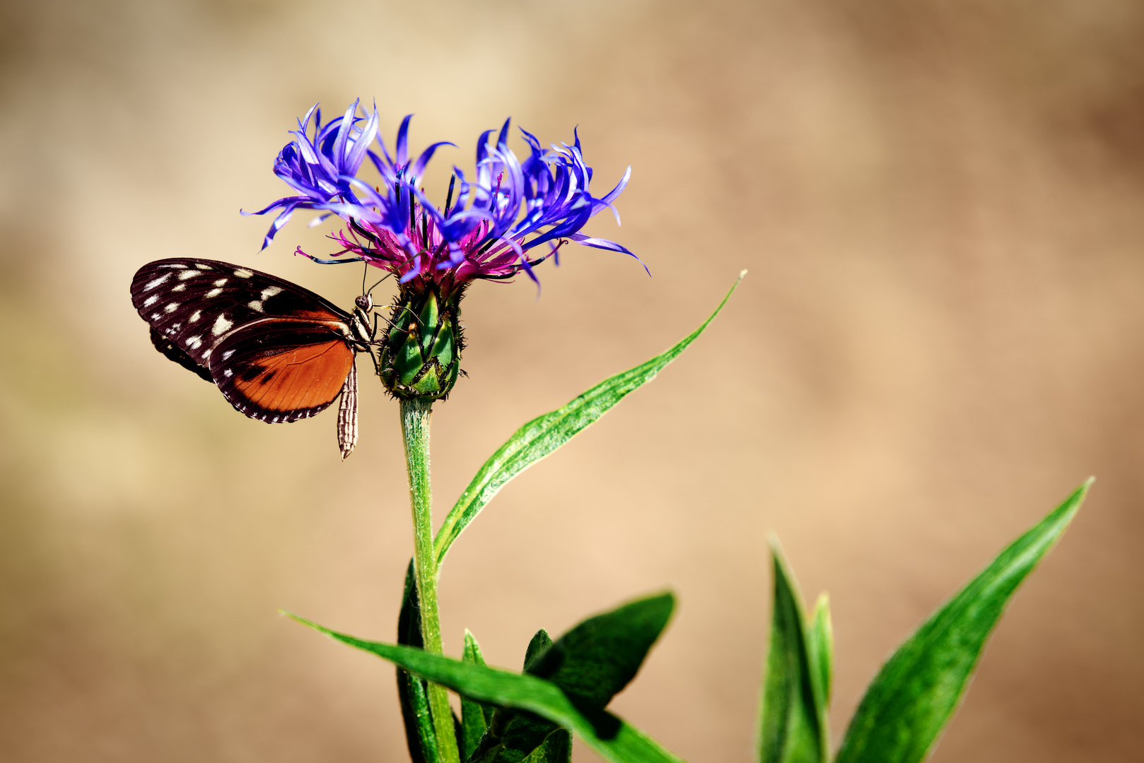 Heliconius