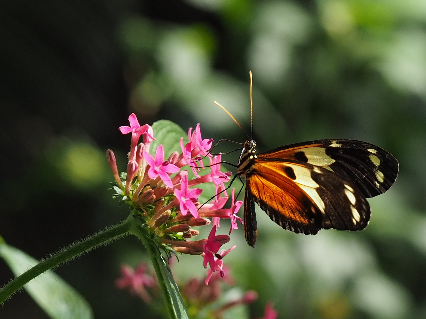 Heliconius