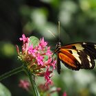 Heliconius