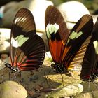 Heliconius