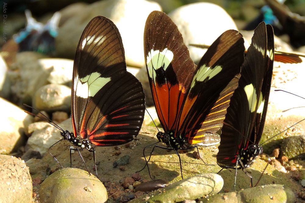 Heliconius