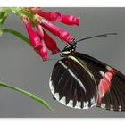 Heliconius