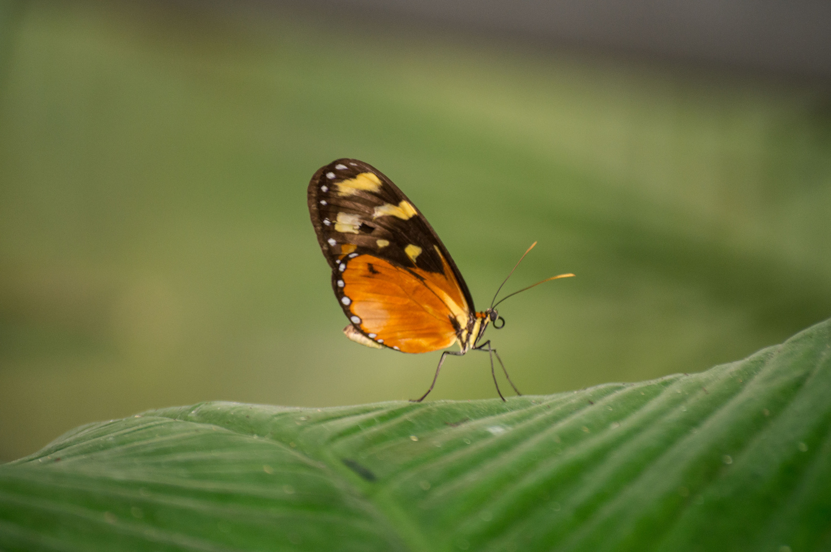 Heliconius