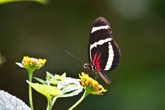 Heliconius ?????,