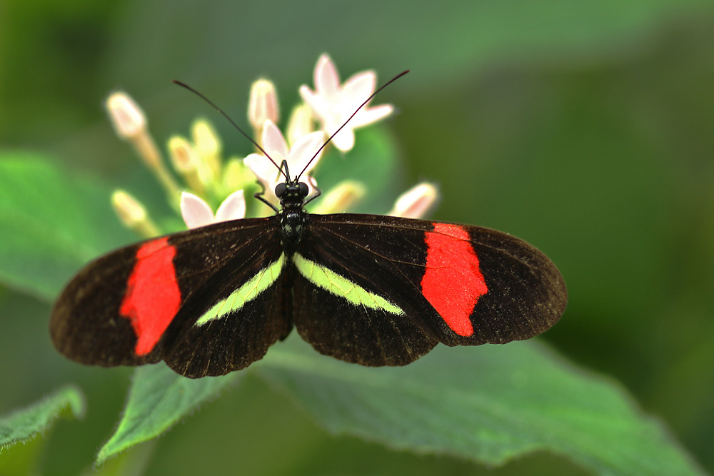 heliconius an weisser Blüte