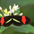 heliconius an weisser Blüte