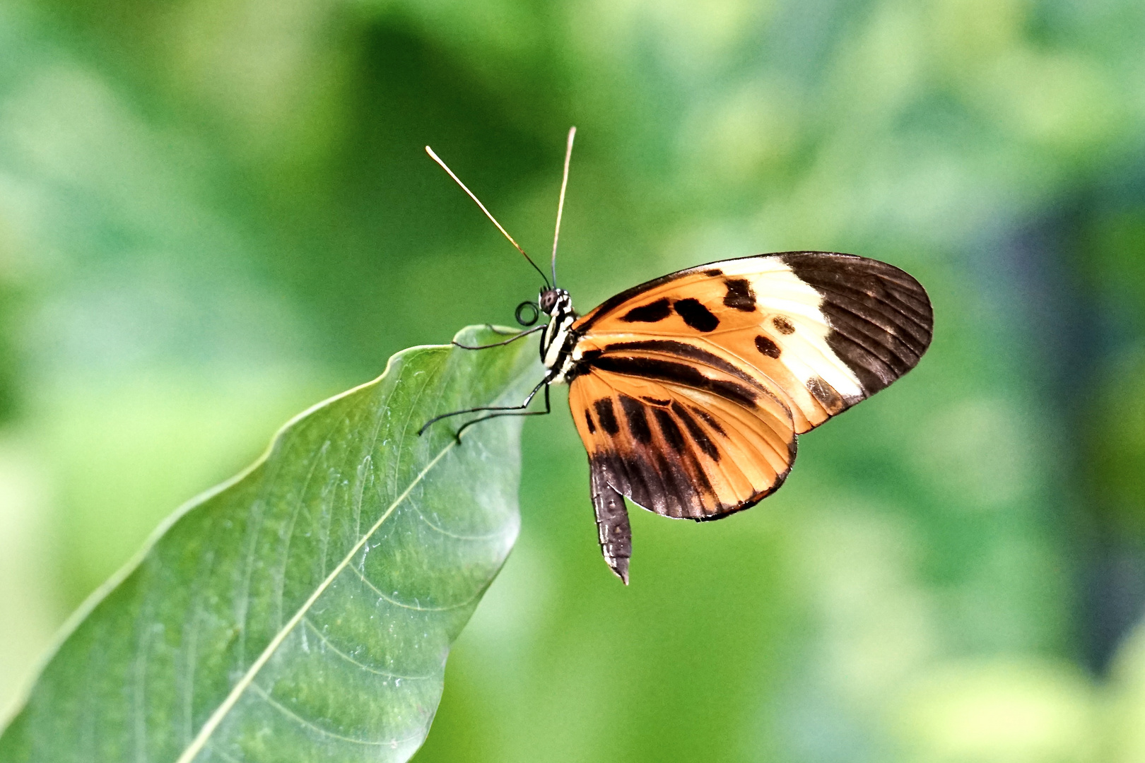 Heliconius