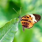 Heliconius